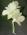 White Dendrobium Orchid Boutonniere